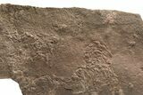 Cruziana (Fossil Arthropod Trackway) Plate - Morocco #256855-1